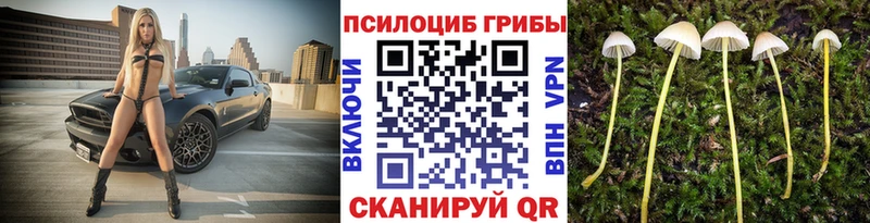 где найти   Тара  блэк спрут зеркало  Галлюциногенные грибы мухоморы 